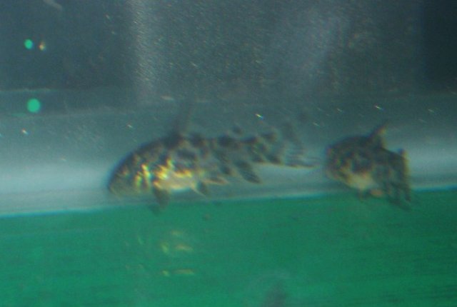 blackfin pale 013.JPG
