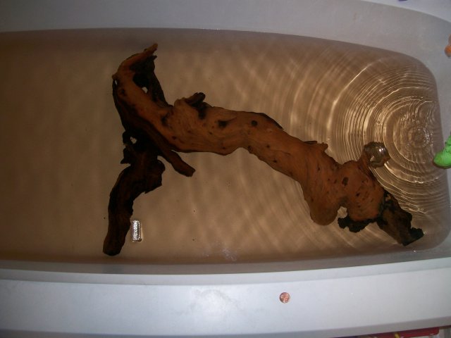 100_1826.JPG