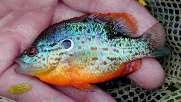 orangespotted sunfish.jpg orangespotted sunfish.jpg