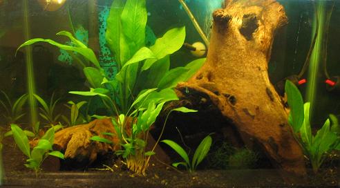Tank2 3-5-09.JPG