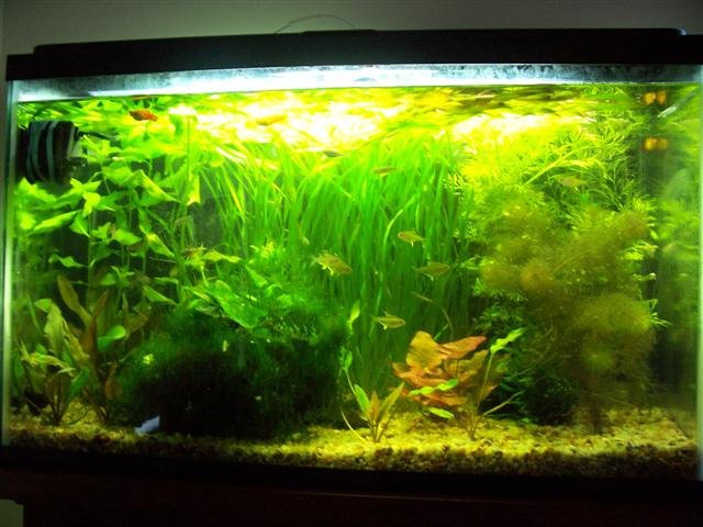 Fish 3.6.9 006 (Small).jpg