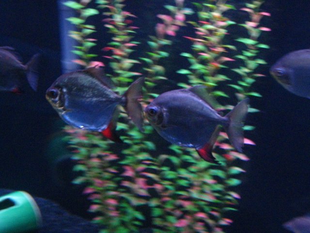 IMG_1153.JPG