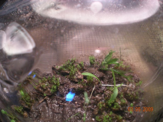 mice 579.jpg