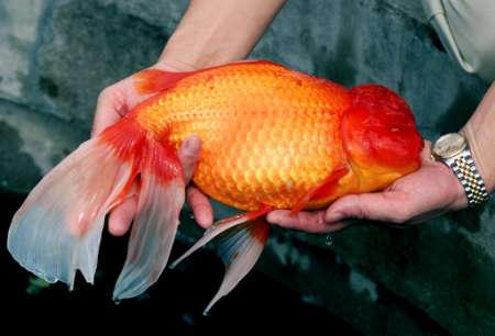 goldfish.jpg.jpg