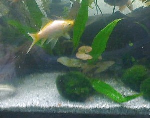moss ball1.jpg