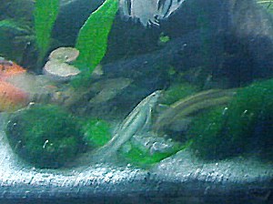moss ball3.jpg