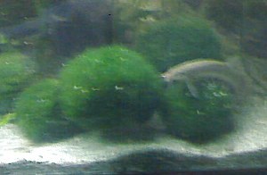 moss ball4.jpg