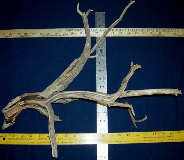 MED STUMP 2 REVERSE 0001.JPG