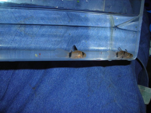 LONGFIN PANDAS NEW 015.JPG