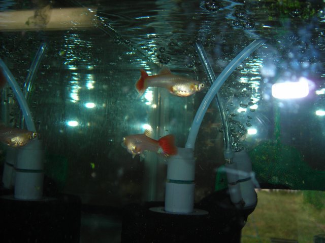STERBIA 002.JPG