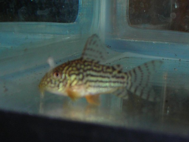 STERBIA 010.JPG