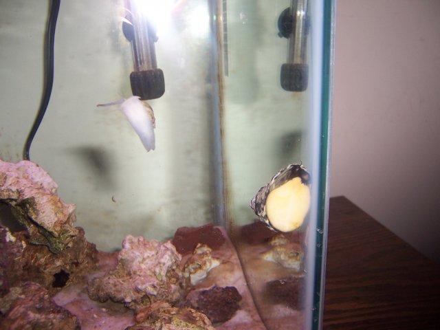 Fish progress1 018.JPG