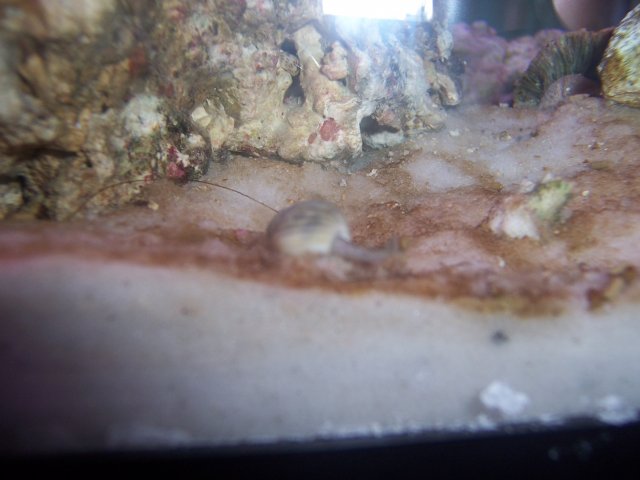 Fish progress1 021.JPG