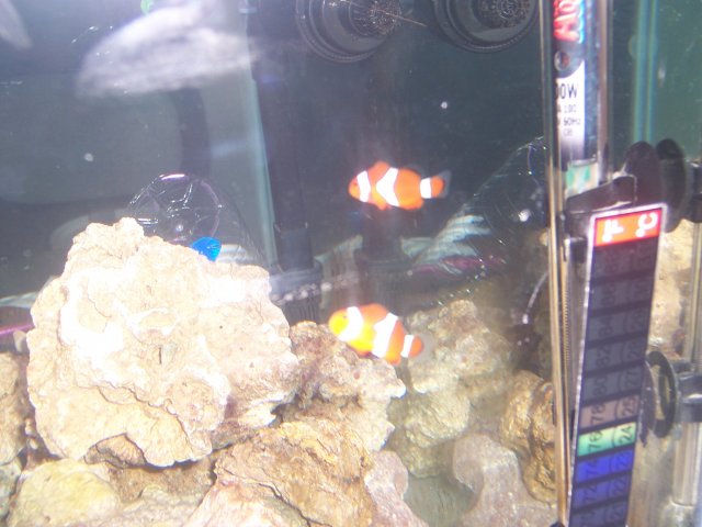 Fish progress1 034.JPG