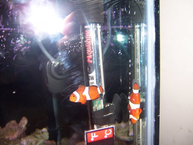 Fish progress1 065.JPG