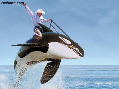 dolphin_ride.jpg