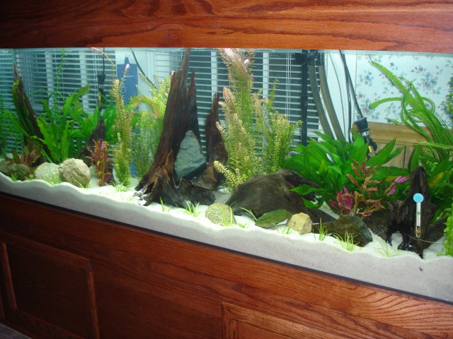 tank stand 005.JPG