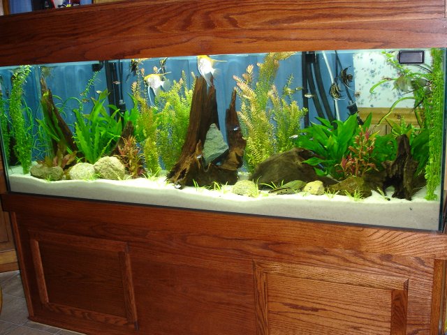tank stand 015.JPG