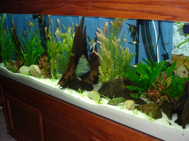 tank stand 016.JPG