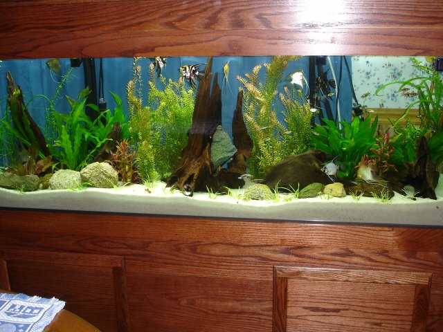 tank stand 017.JPG