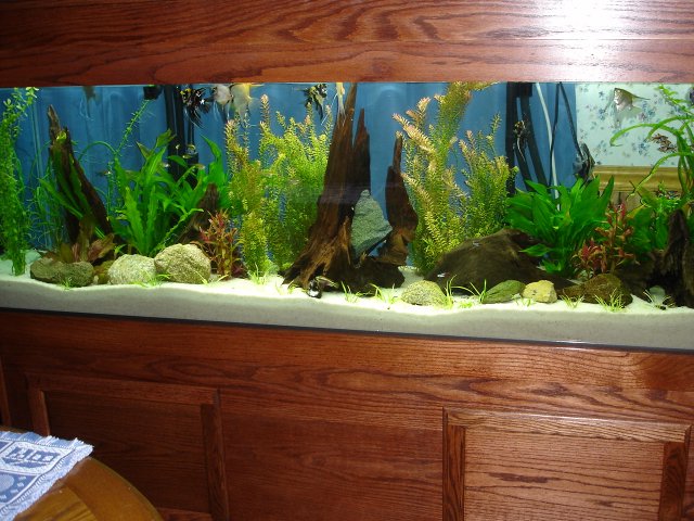 tank stand 018.JPG
