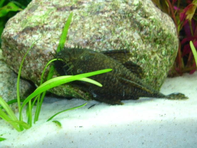 tank stand 028.JPG