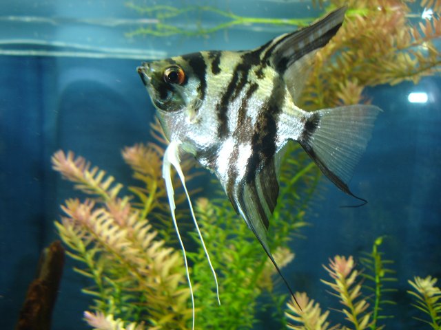 tank stand 029.JPG