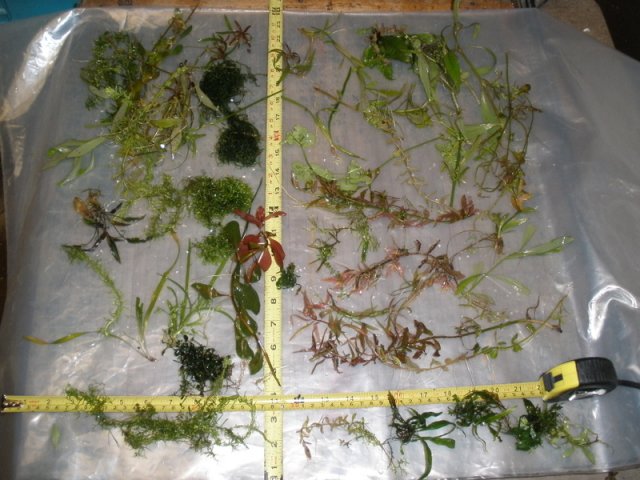 marchplantpackage01.jpg