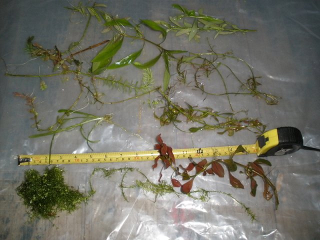marchplantpackage02.jpg