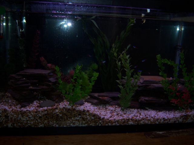 fishtank 002.JPG