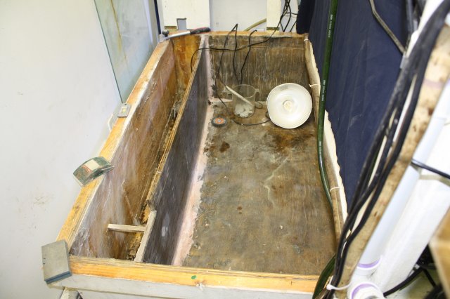 fish projects 003.JPG