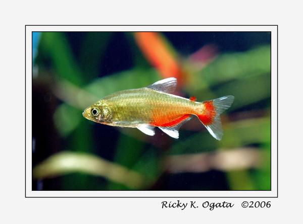 GreenFireTetra_001.jpg