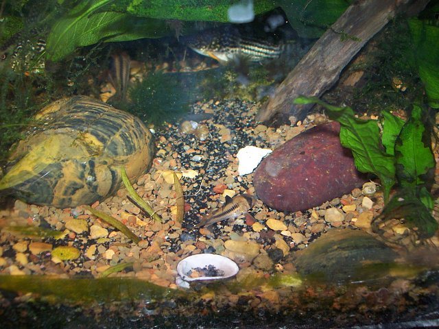 aquaria%20030.jpg