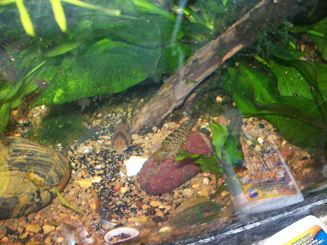 aquaria%20032.jpg
