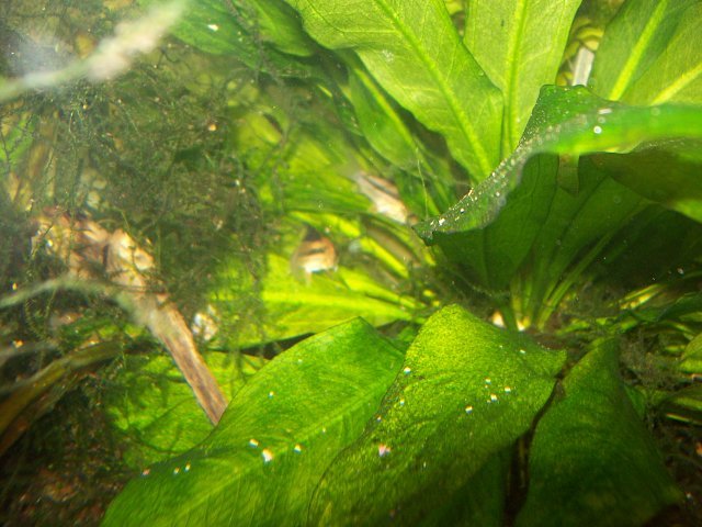 aquaria%20033.jpg