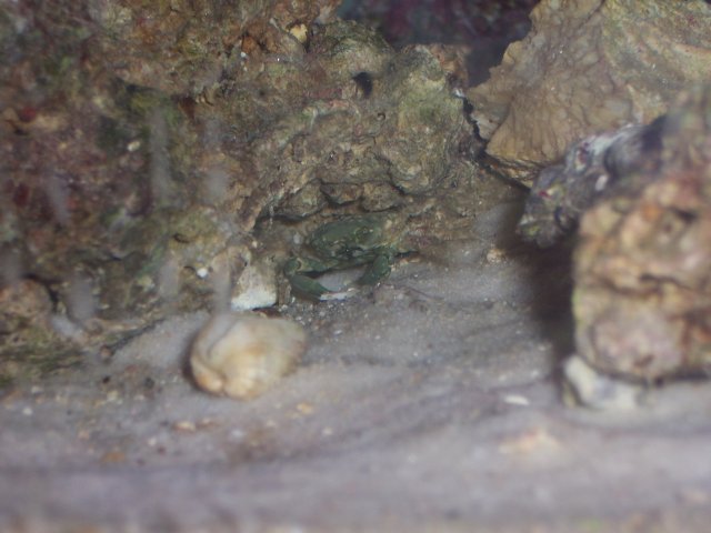 Fish progress1 005.JPG