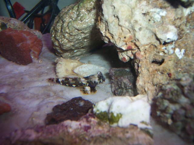 Fish progress1 072.JPG