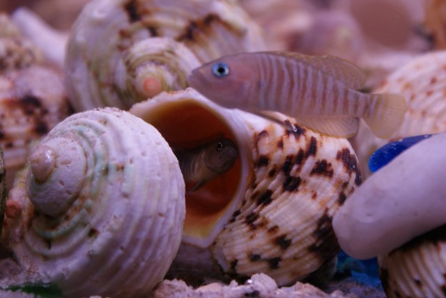nchoe123-april2009.jpg