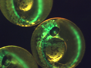 gfp_embryo_320.jpg