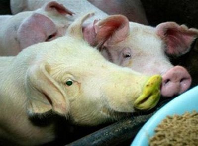 weird-deformed-animals-19.jpg