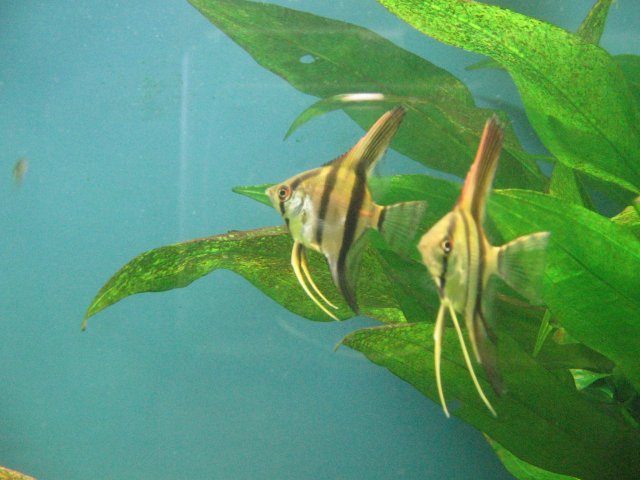 IMG_0004.JPG