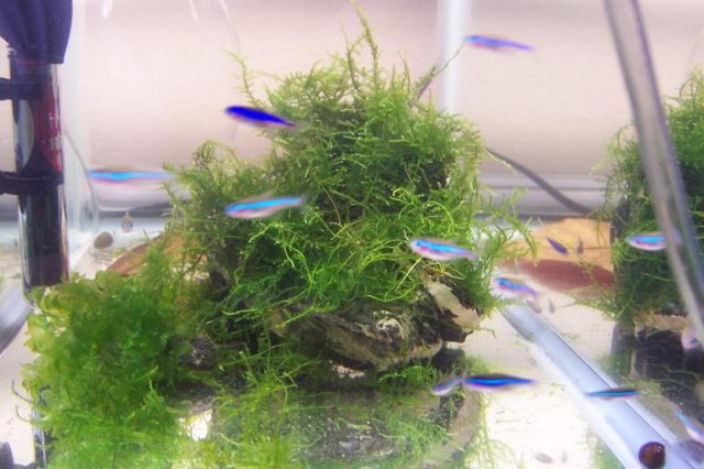 Bali moss.JPG