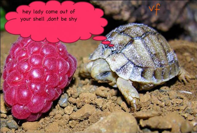 Raspberry_Turtle-1.jpg Raspberry_Turtle-1.jpg