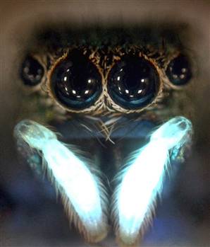 spider1.widec.jpg