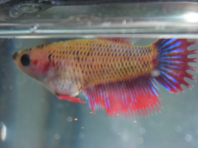 DSCN1403.JPG