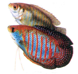 female  dwarf gourami.jpg