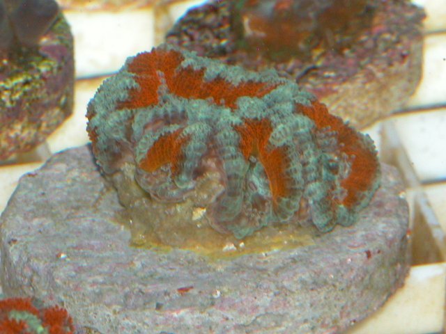 006-sm.jpg