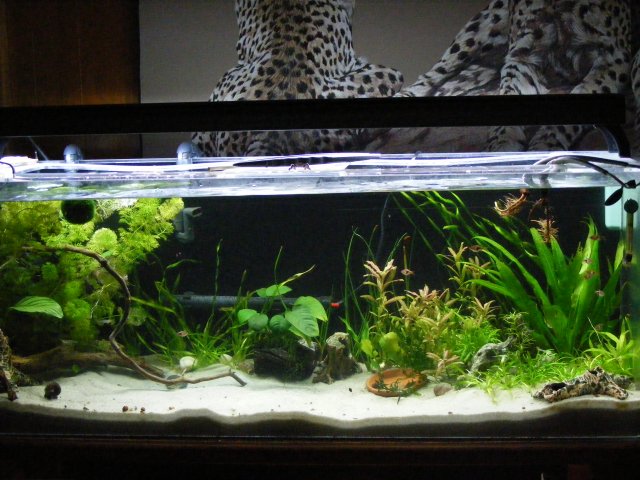 03-18-2009 009.jpg