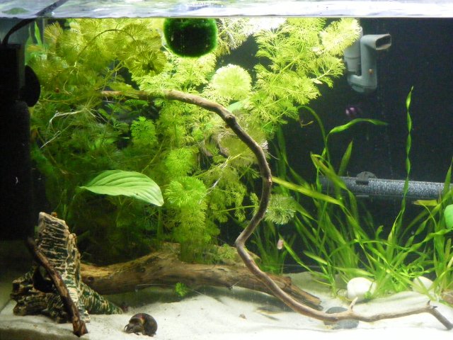 03-18-2009 011.jpg