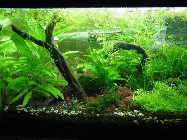 75g after cleaning 064.jpg